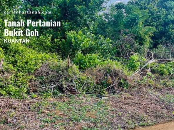 Tanah Pertanian RTP Bukit Goh